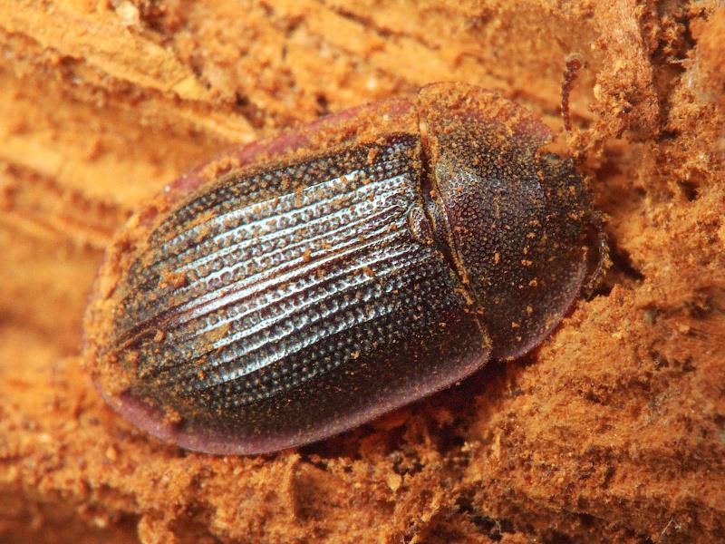 Peltis ferruginea (Linnaeus, 1758)